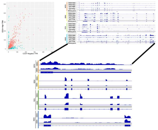 분리 동정한 세포들의 RNA-seq 결과를 비교 분석하여 분화 세포에 비하여 전구세포 및 줄기세포가 가지는 특이성을 바탕으로 niche 형성에 기여 할 만 한 유전 인자 확인함