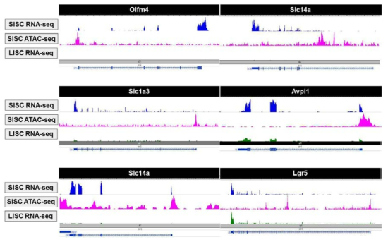 소장 성체 줄기세포 특이적으로 발현하는 유전자 집단에 대한 ATAC-seq 분석