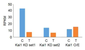 조건별 Kai1의 발현양 비교