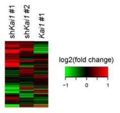 Kai1의 발현양 변화에 따른 mitotic cell cycle 관련 유전자들의 변화
