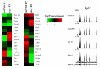 Kai1의 발현양 변화에 따른 negative regulation of mitotic cell cycle 관련 유전자들의 변화