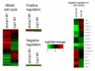 Kai1의 발현양 변화에 따른 mitotic cell cycle 또는 negative regulation of CDK activity 관련 유전자들의 변화