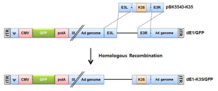 아데노바이러스 타입 35 파이버를 발현하는 복제 불능 아데노바이러스 제작