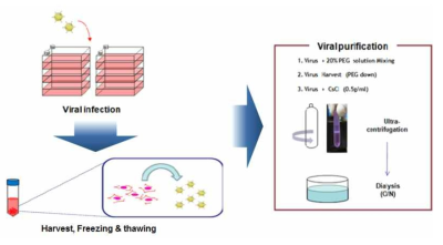 아데노바이러스 생산 및 정제