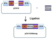 pCA14/Nanog 아데노바이러스 E1 셔틀벡터 제작