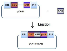 pCA14/API5 아데노바이러스 E1 셔틀벡터 제작