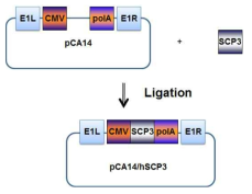 pCA14/SCP3 아데노바이러스 E1 셔틀벡터 제작