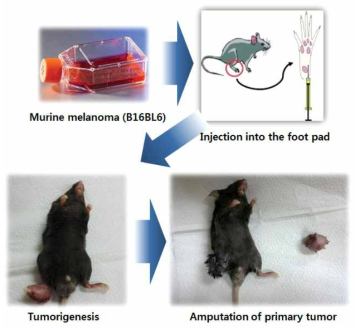 B16BL6 murine melanoma 폐 자연전이 모델구축