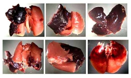 B16BL6 murine melanoma 폐 자연전이 모델