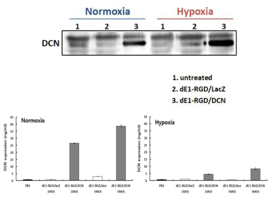 저 산소 조건에서의 DCN의 발현 확인