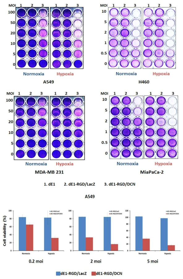DCN을 발현하는 아데노바이러스에 의한 저 산소 조건에서의 증대된 살상능 효과 확인