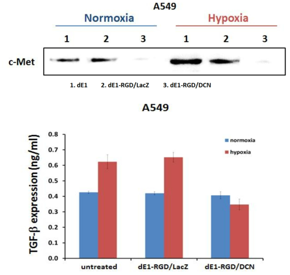 저 산소 조건에서 DCN을 발현하는 아데노바이러스에 의한 c-met과 TGF-β의 발현 억제능 확인