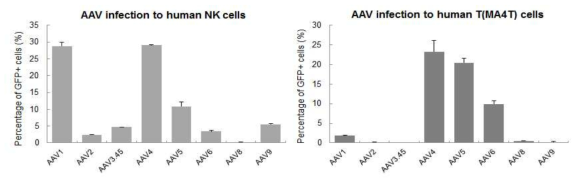 Human NK cell 및 T cell 에서 다양한 AAV serotype의 유전자 전달 측정