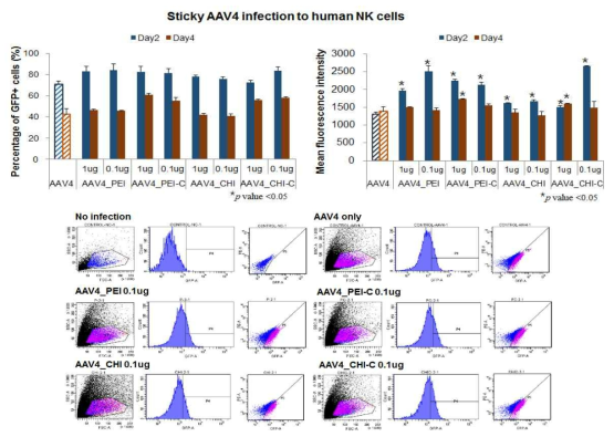 Human NK cell 및 T cell 에서표적하이브리드 벡터의 유전자 전달 확인