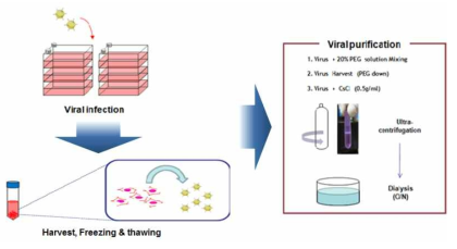 아데노바이러스 생산 및 정제