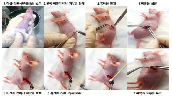 췌장암 동소이식 모델 구축을 위한 수술과정