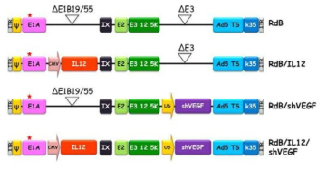IL-12와 shVEGF를 발현하는 종양 살상 아데노바이러스 제작