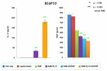 IL-12와 shVEGF을 발현하는 바이러스에 의한 IL-12의 발현 및 shVEGF 발현에 따른 VEGF 발현 억제능 확인