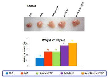 IL-12와 shVEGF을 발현하는 종양 살상 바이러스에 의한 흉선의 변화