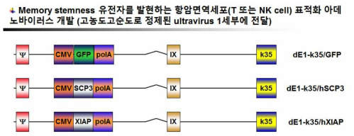 Memory stemness 유전자를 발현하는 항암면역세포 표적화 아데노바이러스 개발 및 1세부에 전달