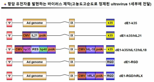 항암 유전자를 발현하는 아데노바이러스 제작 및 1세부에 전달