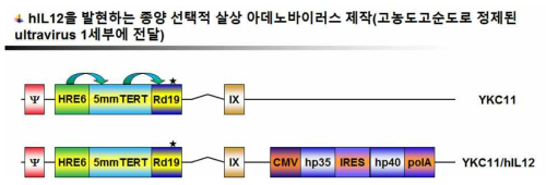 종양 선택적 살상 아데노바이러스 제작 및 1세부에 전달