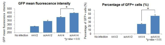 Self-complementary AAV를 이용한 유전자 전달 후 GFP 발현 증가 양상