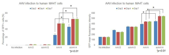 MA4T cell에 유전자 전달 시 유전자 전달체로서의 scAAV4의 우수성 확인