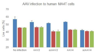 AAV4를 통한 MA4T로의 유전자 전달 시 Day 4와 Day 7에서의 cell viability의 감소