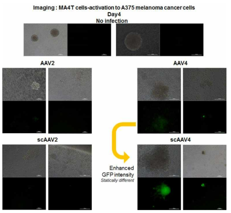 기존 AAV4 infection에서는 발현되지 않던 GFP가 scAAV4 infection에서 발현