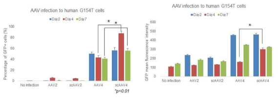 G154T cell로의 scAAV4를 이용한 유전자 전달 시 우수한 delivery efficiency 확인