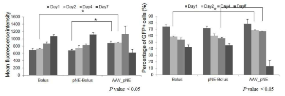 pNE mediated gene delivery를 통한 delivery efficiency 확인