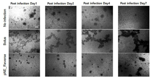 pNE-mediated reverse gene delivery에서의 viral uptake