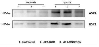 DCN을 발현하는 아데노바이러스에 의한 HIF-1α의 발현 억제능 확인