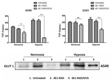 DCN을 발현하는 복제 불가능 아데노바이러스에 의한 TGF-β와 GLUT-1의 발현 억제능 확인