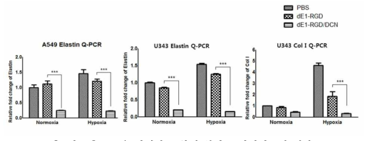 DCN을 발현하는 복제 불가능 바이러스에 의한 Elastin, Collagen I의 발현 억제능 확인