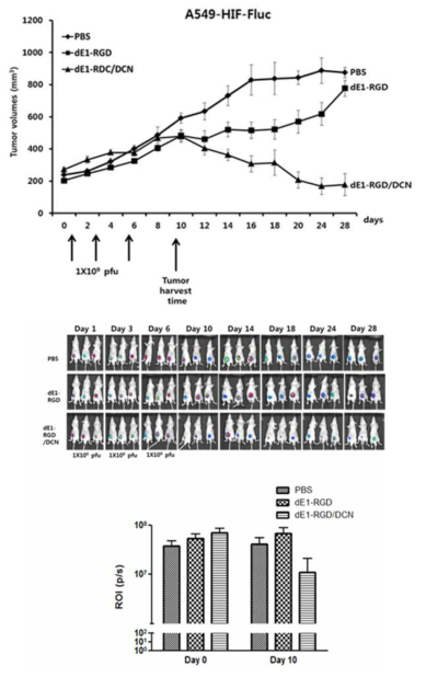 HRE-Fluc-A549 xenograft model을 이용하여 DCN 유전자를 발현하는 아데노바이러스에 의한 생체내 항종양 효과