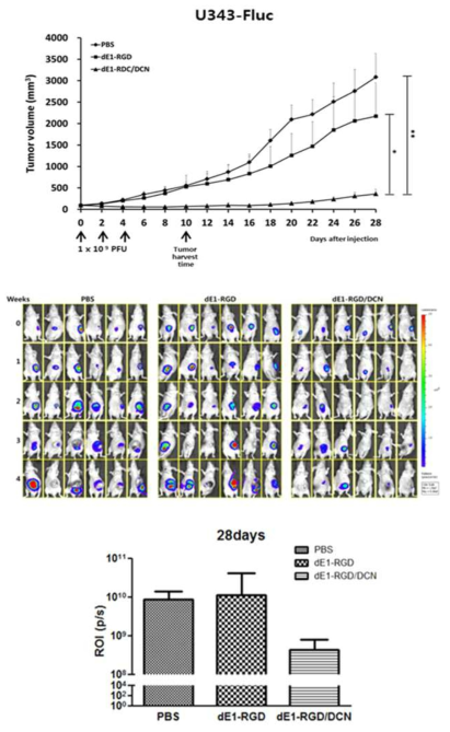 U343-Fluc xenograft model을 이용하여 DCN 유전자를 발현하는 아데노바이러스에 의한 생체내 항종양 효과