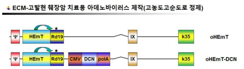 DCN발현 종양 선택적 살상 아데노바이러스 제작