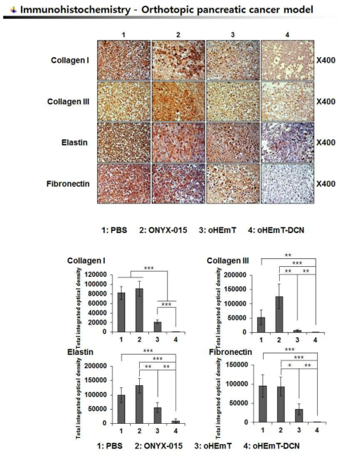 췌장암 동소이식모델에서 DCN을 발현하는 종양 선택적 살상 아데노바이러스에 의한 췌장암 조직 내 세포외기질 주요성분의 변화 관찰