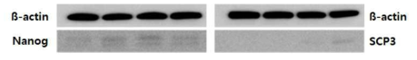 AAV4를 이용한 Nanog / SCP3 전달 후 protein 발현 확인