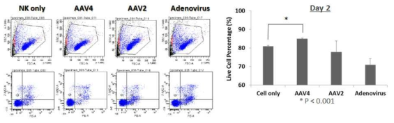 NK cell 과 AAV4 상호작용을 통한 NK cell 활성화 경향 확인