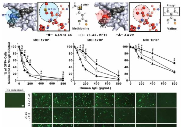 Point mutation 으로 인해 우수한 면역 회피능을 보이는 AAVr3.45 분석