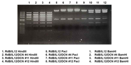 IL-12와 DCN을 동시에 발현하는 종양 살상 아데노바이러스의 제한효소를 이용한 패턴확인