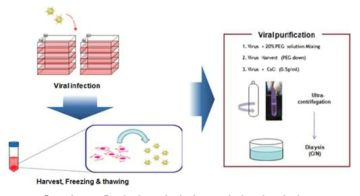 아데노바이러스 생산 및 정제