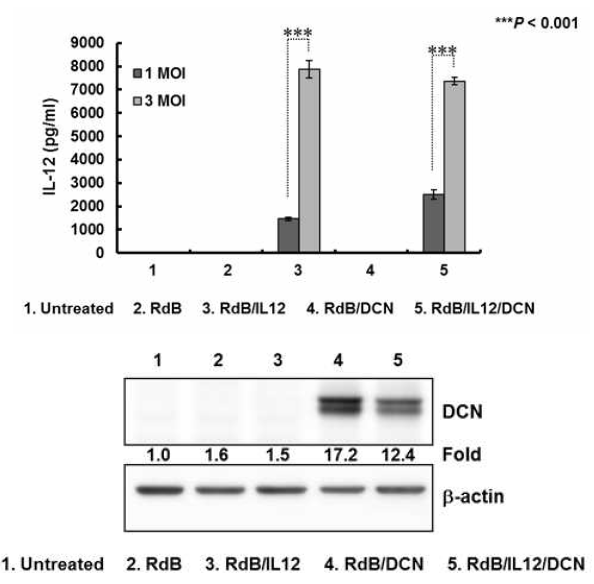 IL-12와 DCN을 동시에 발현하는 아데노바이러스에 의한 IL-12와 DCN 발현 확인