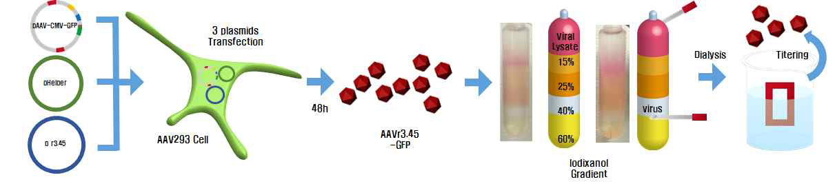 Iodixanol 농도차를 이용한 AAVr3.45 의 정제법을 확립하였고, 이를 기반으로 인간 면역세포 특이적 AAV4 정제 프로토콜 확립