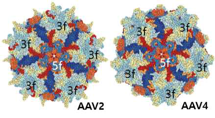 AAV2 와 AAV4 의 돌출 부위 3f(3fold), 5f(5fold) 의 비교 모식도