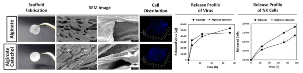 알긴산 / 알긴산 카테콜 재료 기반 유전자 및 면역세포 지지체 개발