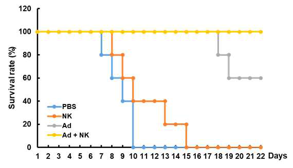 RdB/IL12/DCN 아데노바이러스와 human NK 병용 투여에 따른 생존율 비교 검증